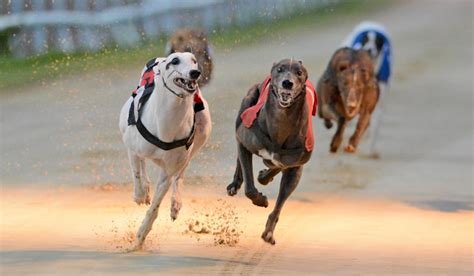 racing post greyhounds fast results|Greyhound Racing Results for 2021.